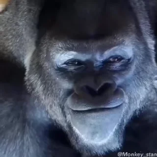 🌟
