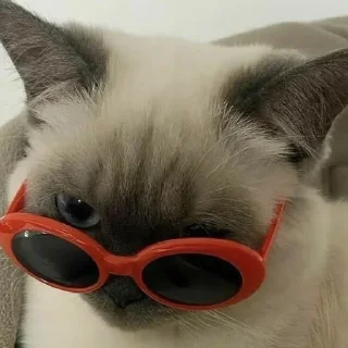 😎