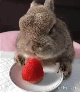🍓