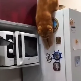🐈