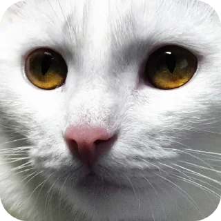🐱