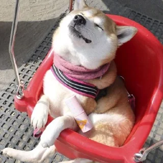 🐶