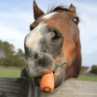 🥕