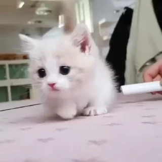 😻