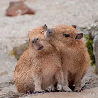 💋