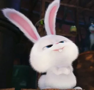 🐰