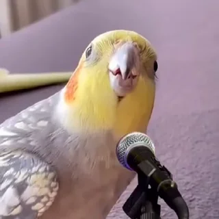 🤩