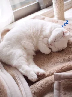 eepykittens @pizduklive