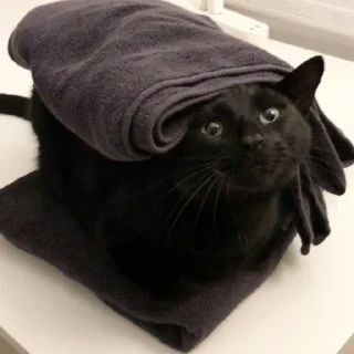 😺