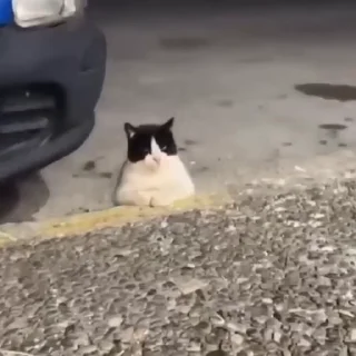 🐈