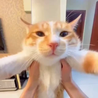 🐈