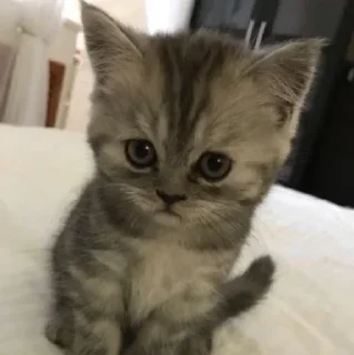 🥺