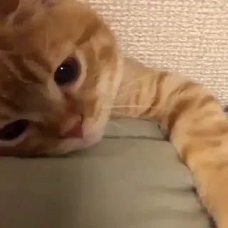 🐈