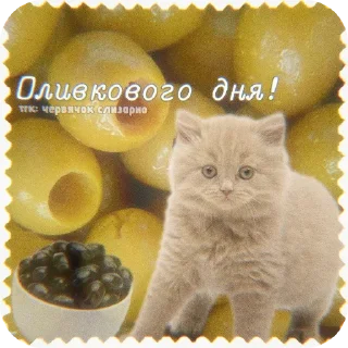 🐱
