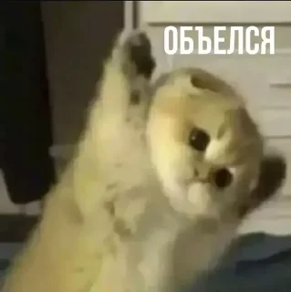 🫃