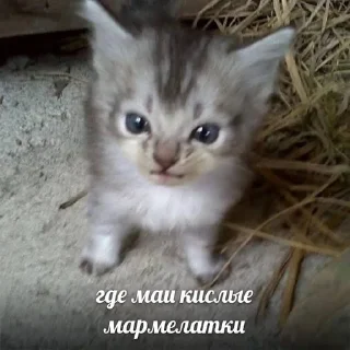 🐱