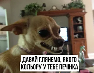 🍽