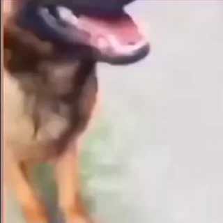🐶
