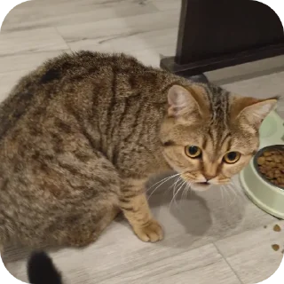 🐱