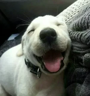🐶