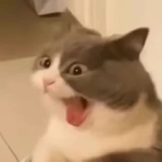 😸