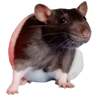 🐀