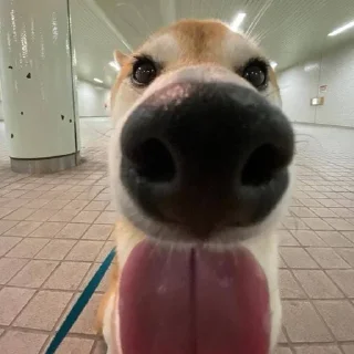 🐶