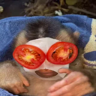 🍅