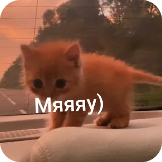 🐱