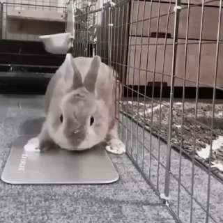 🐇