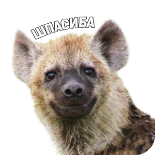 👍