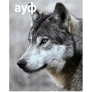 🐺