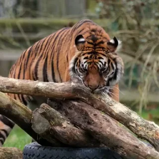 🤩