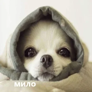 🥰