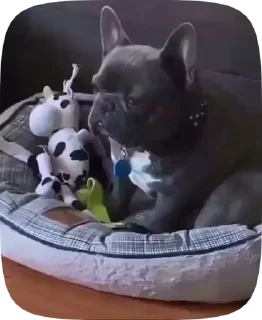 🐶