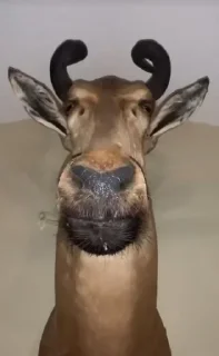🌟