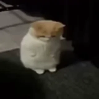 🐈‍⬛