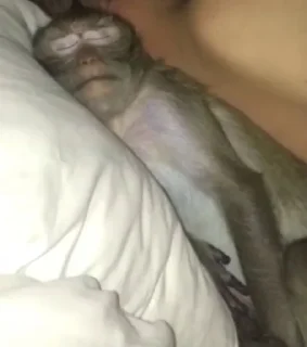 🛌