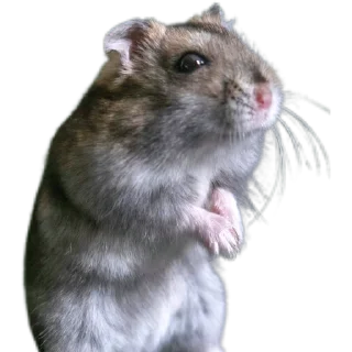 🐭