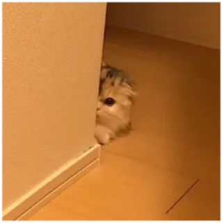 🥺