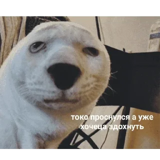 😺