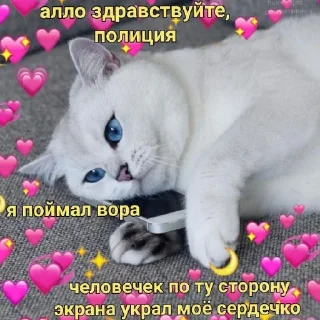 Котики (Ot Safa)(🤍для❤пандочки🖤)