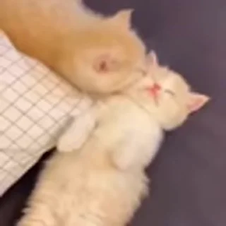🐈‍⬛