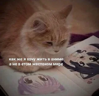 😿