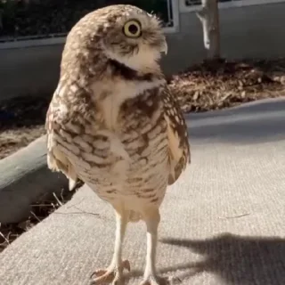 🦉