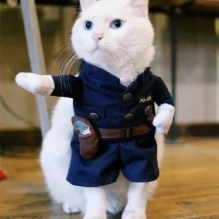 🐈