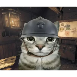🐱