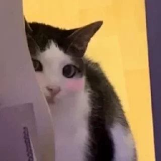 😺