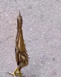 😶