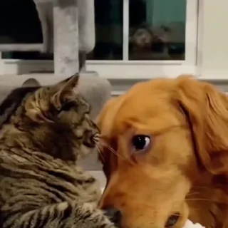🐩